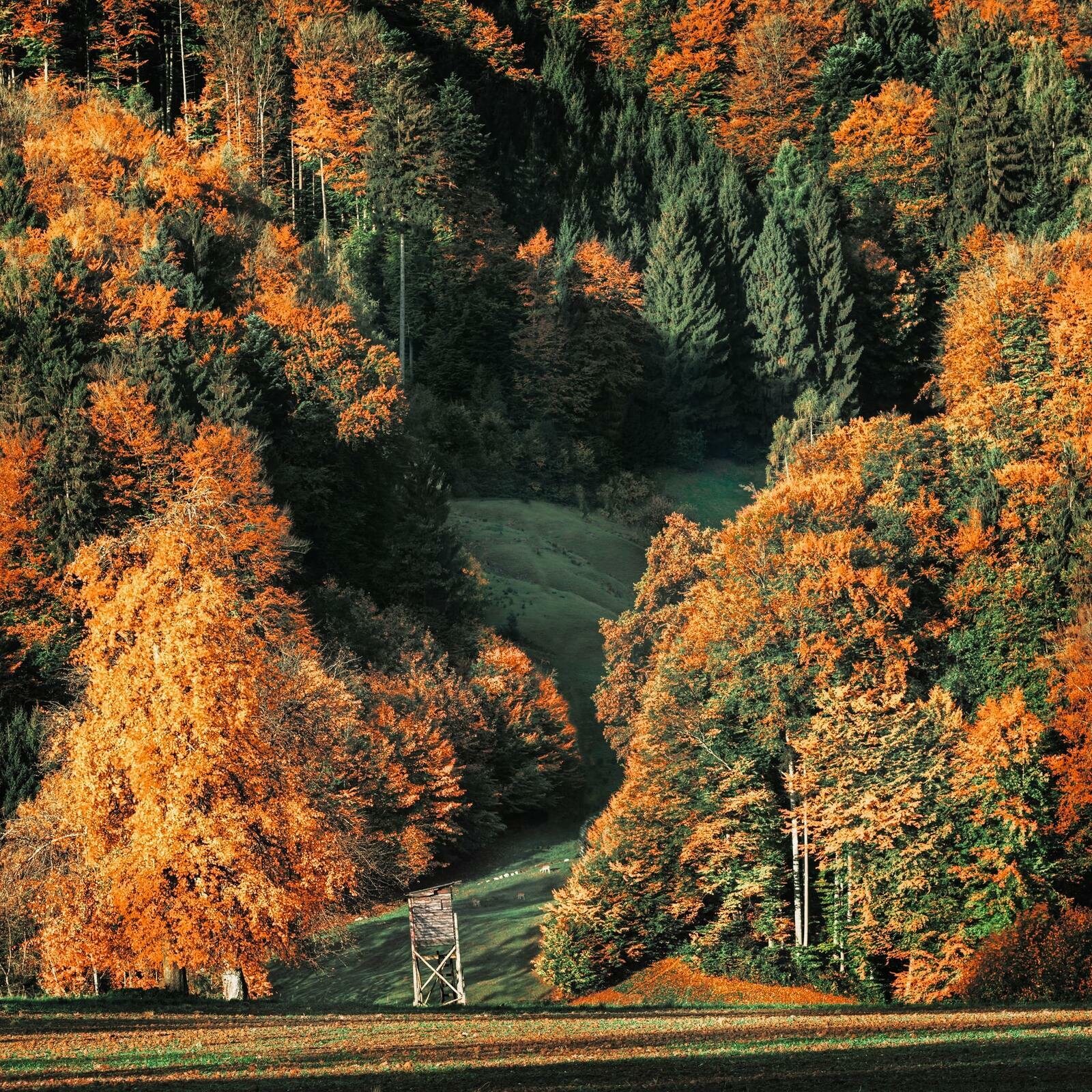 Lelex à l'automne